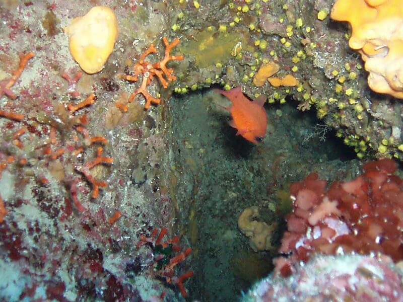 Ein oranger Fisch schwimmt zwischen farbenprächtigen Korallen im klaren Wasser von Zakynthos.
