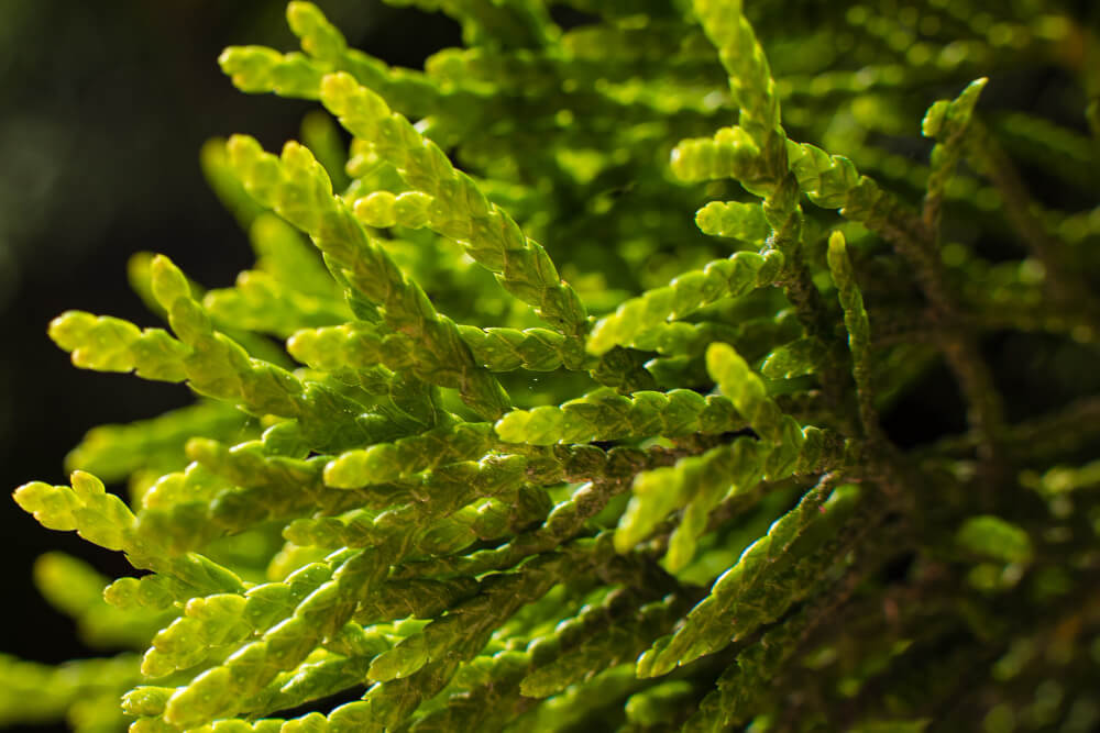 Dichte Posidonia-Seegraswiesen, die vielen Meereslebewesen Schutz bieten und die Küste stabilisieren.
