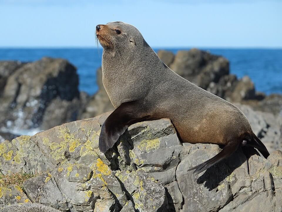 Seebär auf einem Felsen