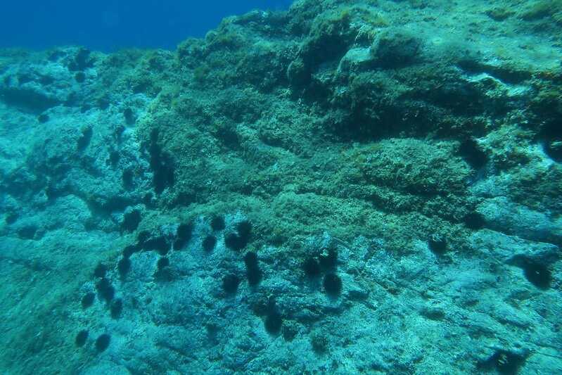 Viele Seeigel sitzen an den Felsen der Medes-Inseln, einem geschützten Tauchgebiet in Spanien.