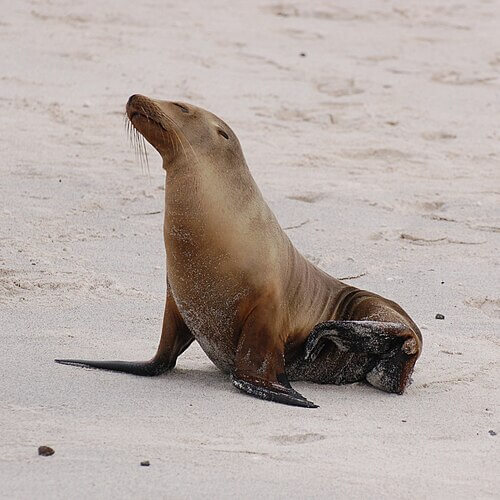 Seelöwe im Sand