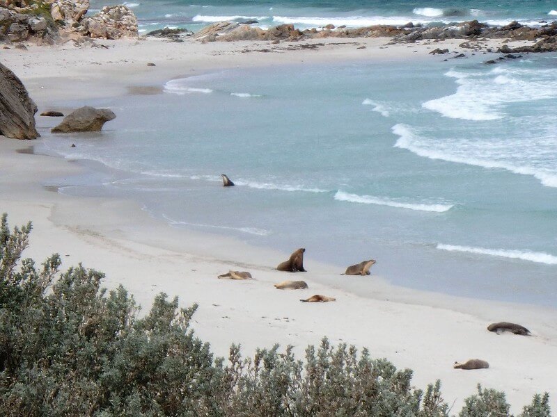 Mehrere Seelöwen am Strand von Kangaroo Island