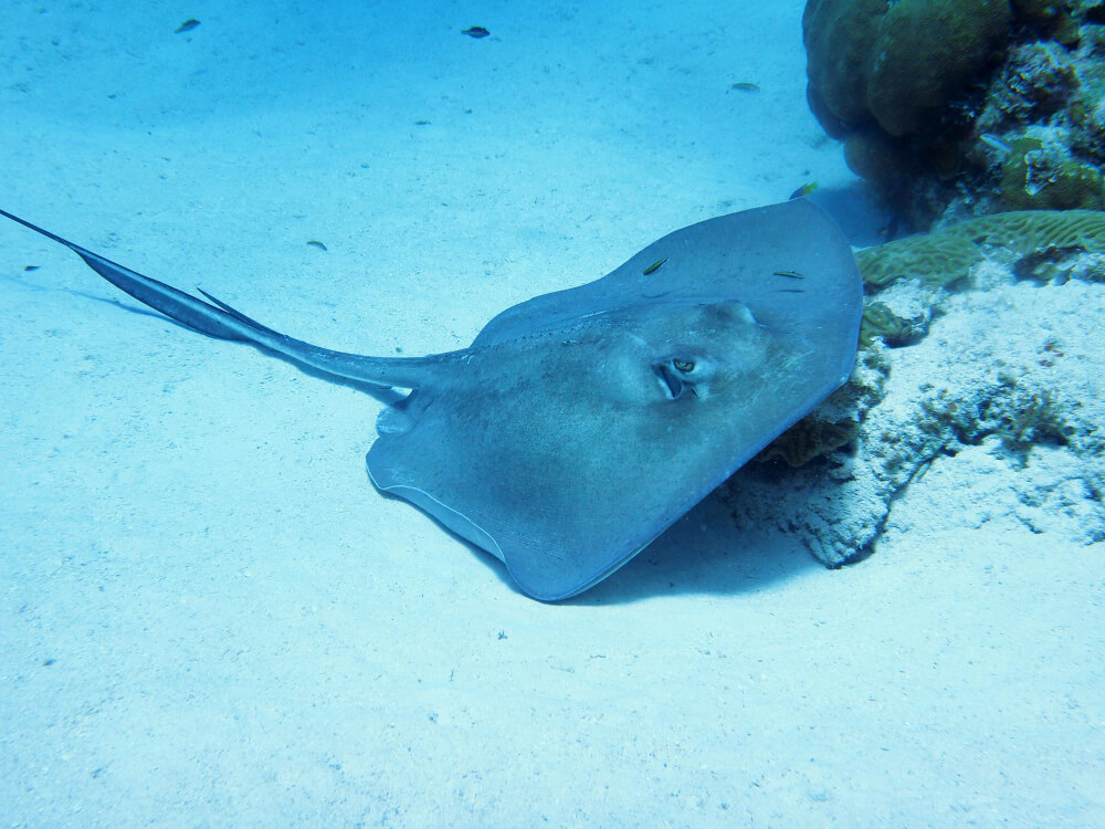 Stechrochen an einem Tauchplatz vor Gozo im Mittelmeer