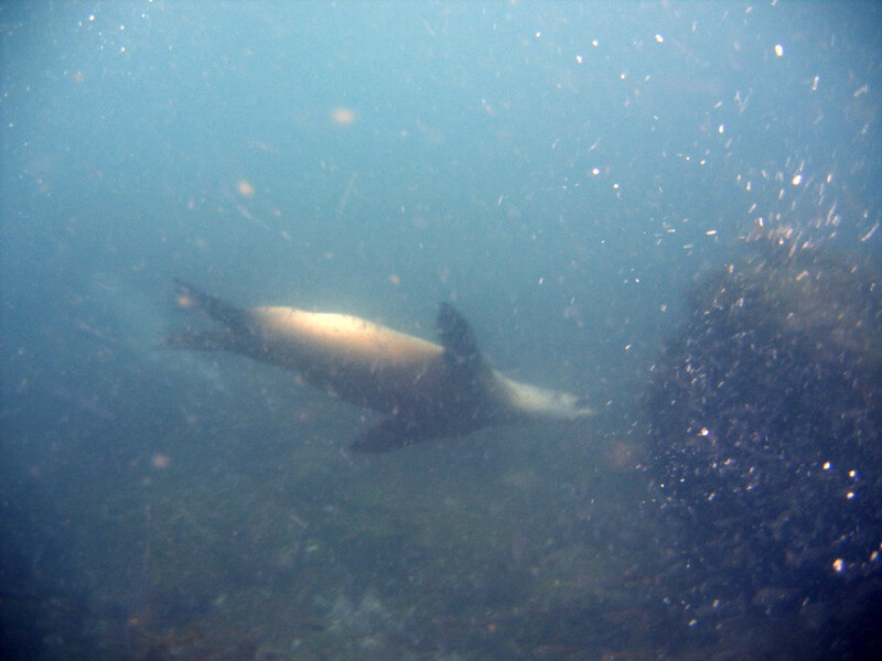 Robbe beim Tauchen nähe der Galapagos Inseln