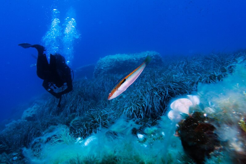 Taucher beobachten einen Fischschwarm während eines Tauchgangs vor der Küste von Elba.
