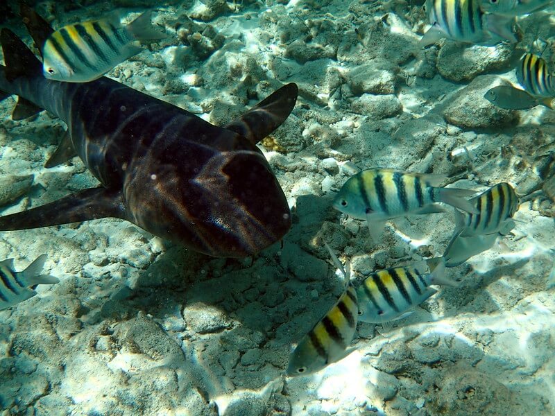 ammenhai mit mehreren gesteiften Fischen über dem Meersgrund