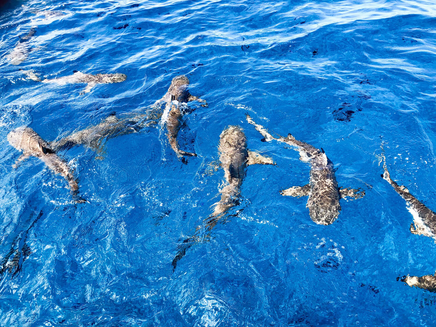 Viele Haie vor den Seychellen die potenziell gefährlich sein könnten