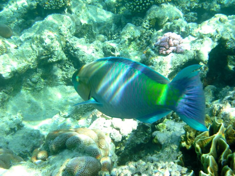 Papageifisch über einem Korallenriff in einem Hausriff eines Hotels in Sharm El Sheikh