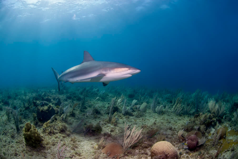 Karibischer riffhai vor den Bahamas