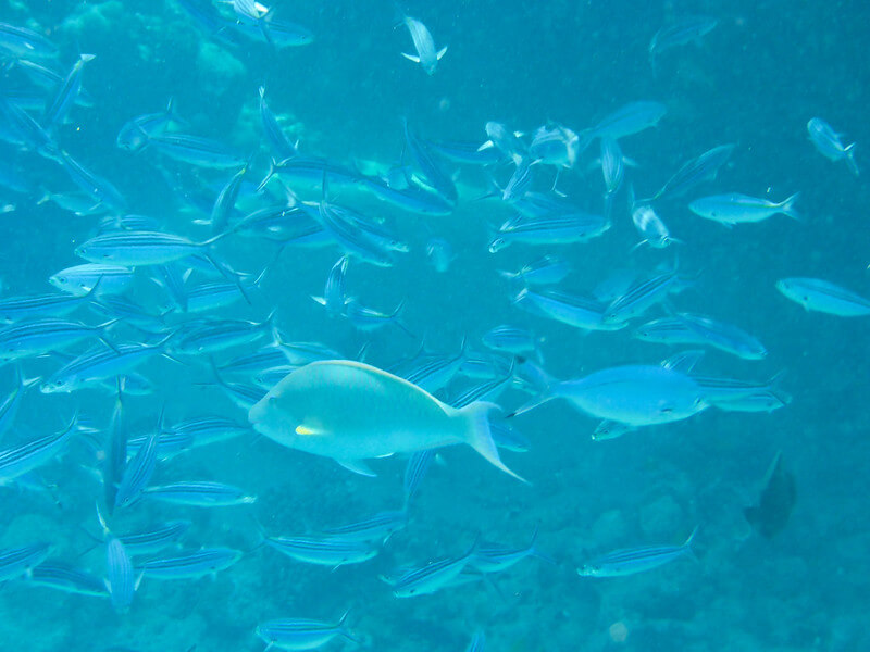 Großer Fischschwarm beim Schnorcheln