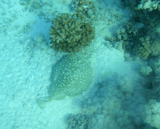 Blaue, blasse Aufnahme eines Zitterrochens ohne Videolampe im Roten Meer