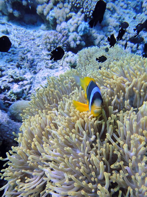 Clownfisch in einer Anemone