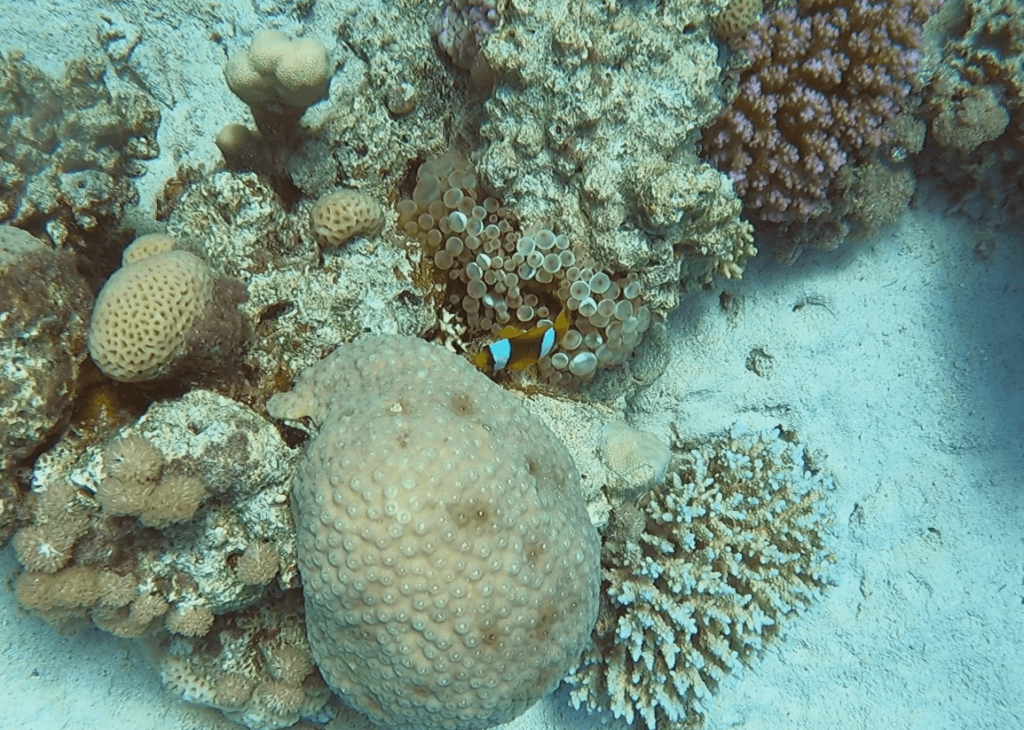 Ein Clownfisch versteckt sich zwischen den Tentakeln einer Anemone in der Unterwasserwelt in Vilamendhoo