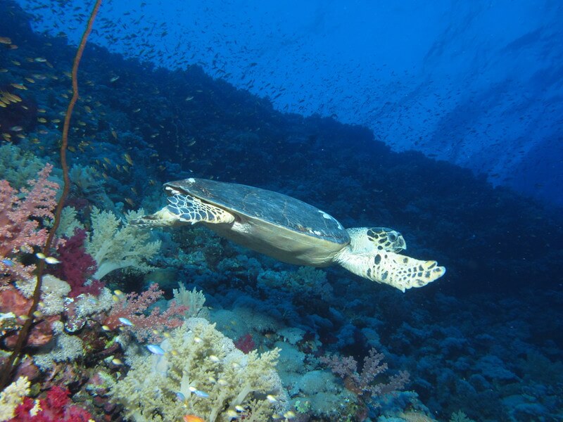 Tauchspot mit Schildkröte im Roten Meer