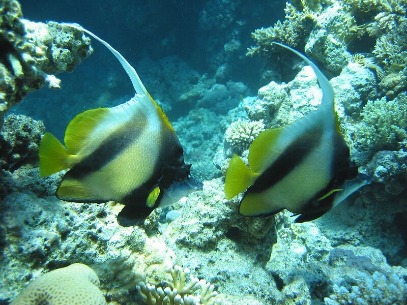 Korallenriff beim Schnorcheln in Hurghada mit bunten Fischen und klarem Wasser