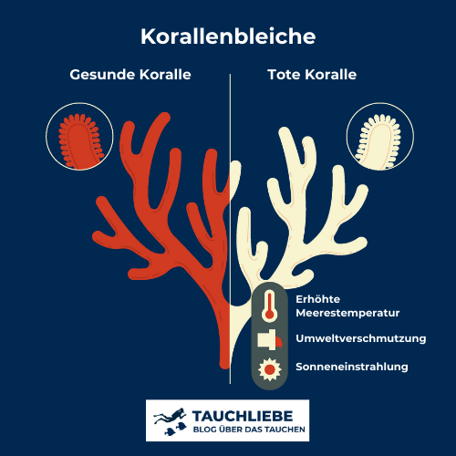 Eine Infografik, die den Prozess der Korallenbleiche darstellt. Die Grafik zeigt eine gesunde Koralle auf der linken Seite und eine tote Koralle auf der rechten Seite. Die gesunde Koralle ist rot dargestellt, während die tote Koralle weiß ist. Über der gesunden Koralle ist eine Darstellung von Zooxanthellen (symbiotische Algen), die für ihre Farbe und Gesundheit verantwortlich sind. Über der toten Koralle sind keine Zooxanthellen mehr vorhanden. In der Mitte der Infografik werden die Hauptursachen der Korallenbleiche aufgeführt: erhöhte Meerestemperaturen, Umweltverschmutzung und Sonneneinstrahlung.