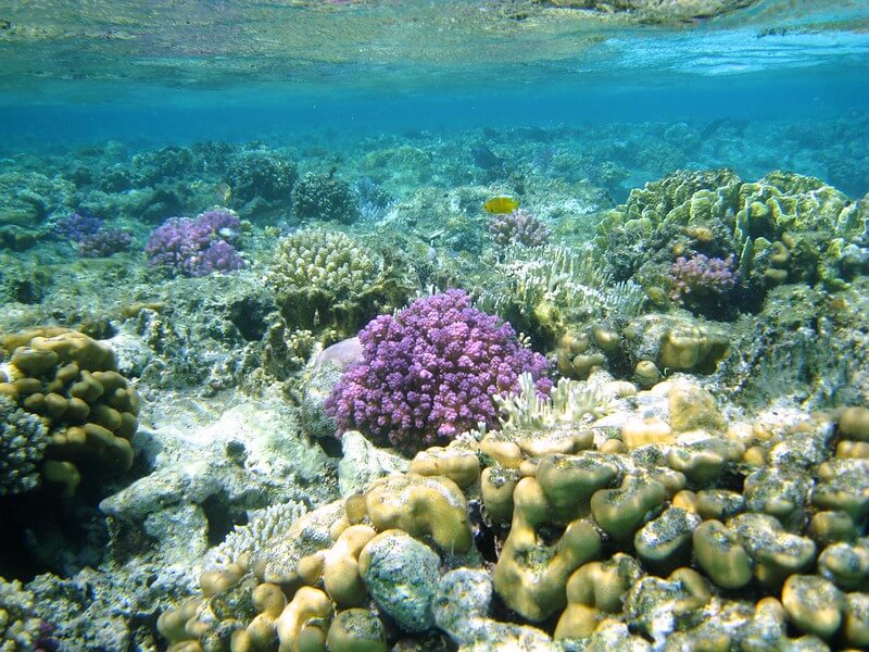 Lebendiges Korallenriff an einem Schnorchel Hotel in Marsa Alam mit tropischen Fischschwärmen und kristallklarem Wasser.