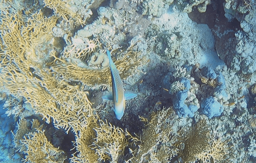 Ein bunter Papageienfisch schwimmt über eine Korallenformation im klaren Wasser