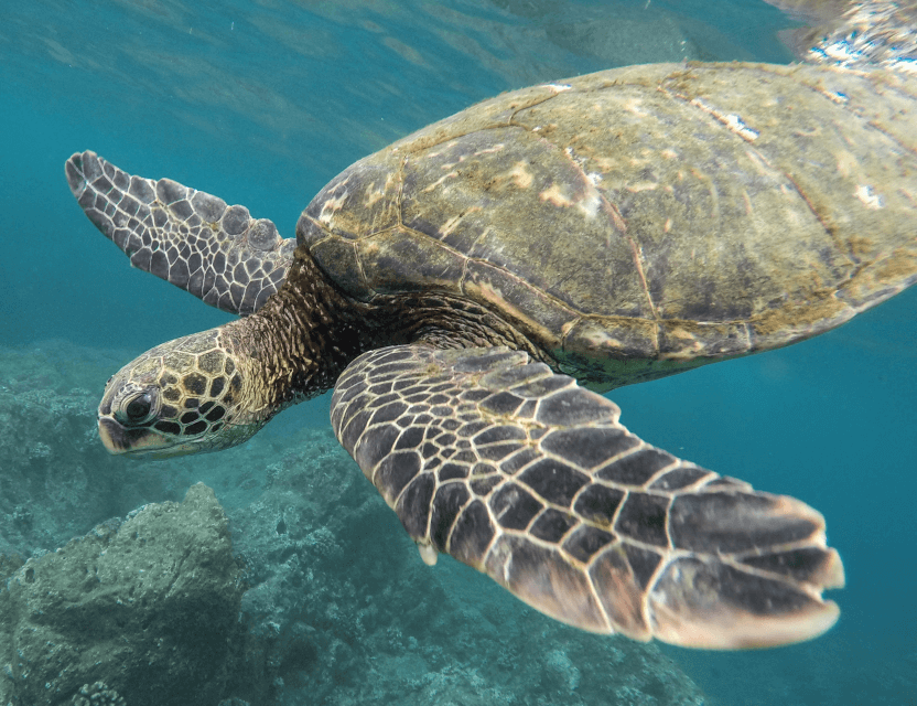 Begenung mit einer großen Wasserschildkröte beim Schnorcheln am Hausriff in einem etwas tieferen Bereich