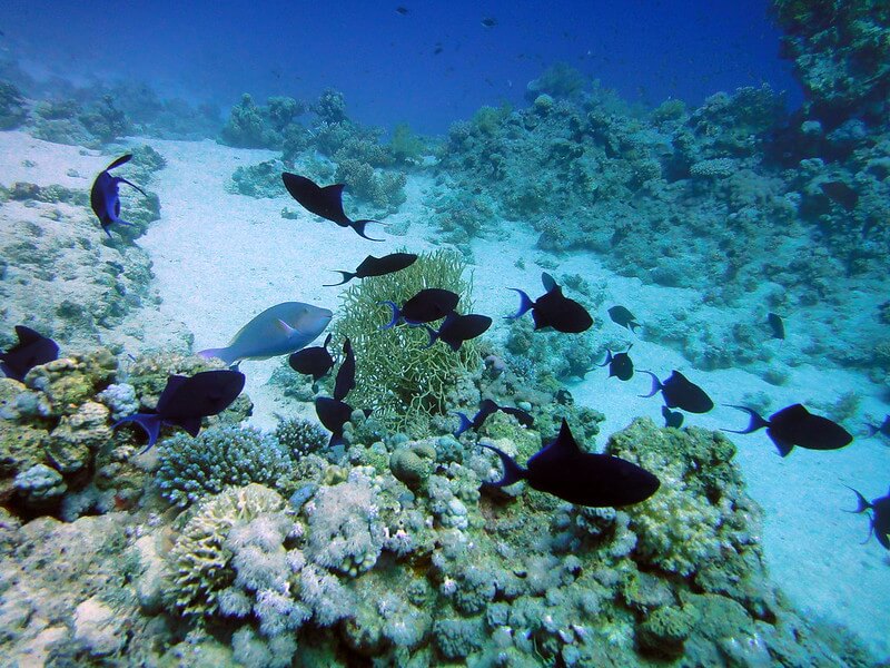 Korallenriff in Sharm El Sheikh mit schwarzen Fischen unter der Wasseroberfläche