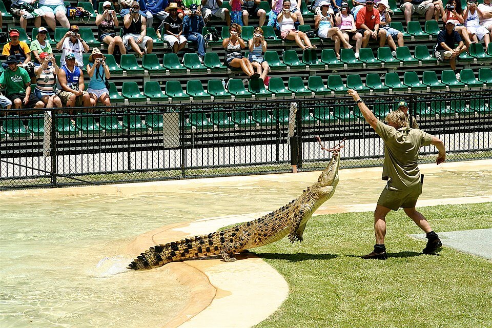 Steve Irwin macht Tricks mit einem Krokodil