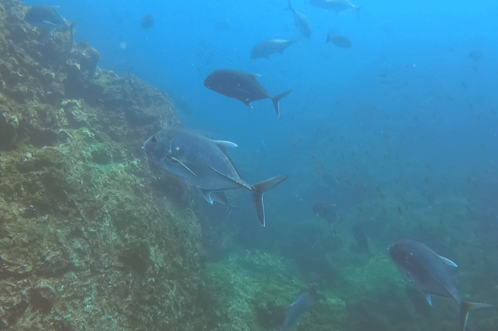 Viele Thunfische beim Tauchen in Vilamendhoo