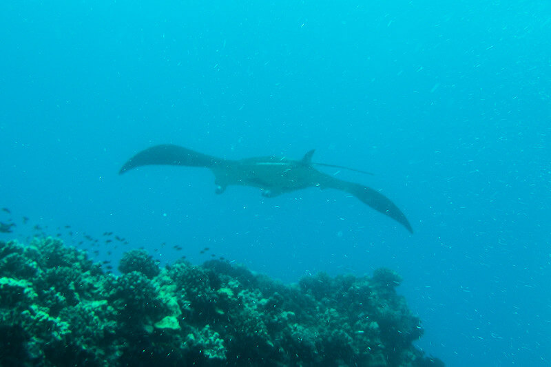 Mantarochen schwebt über ein Korallenriff ins blaue Wasser