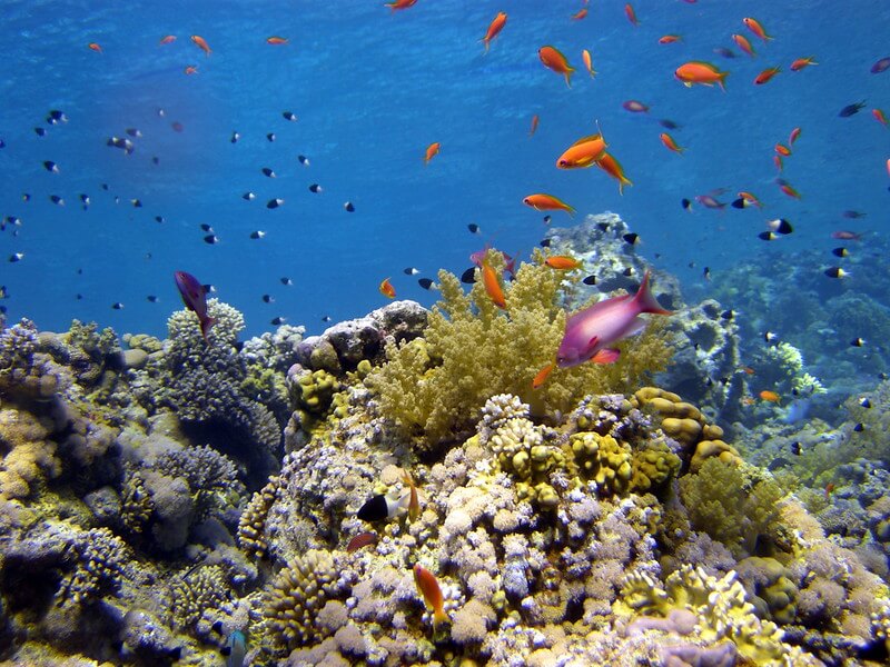 Mehrere Korallenriffe mit vielen bunten orangene, schwarz-weißen und einem Lila Fisch vor blauem Wasser in Sharm El Sheikh