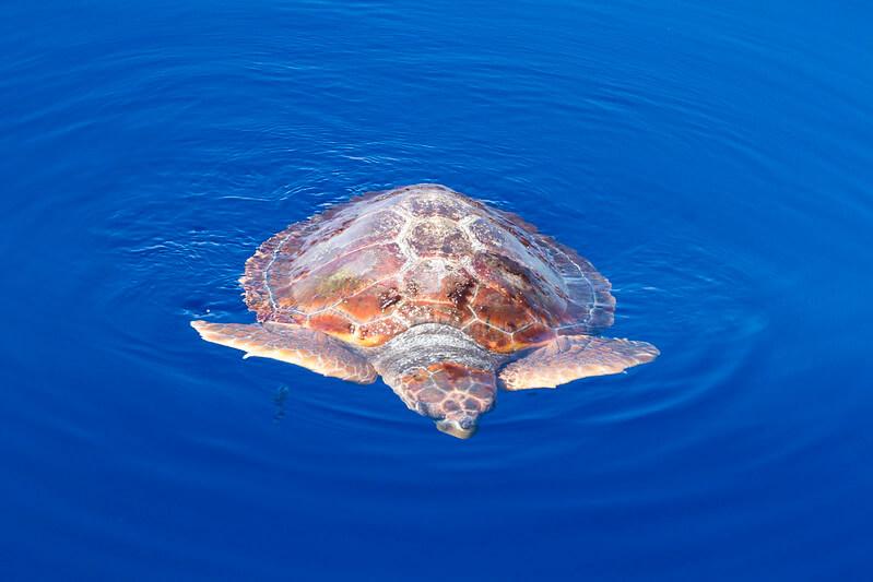 Schildkröte beim Schnorcheln an der Wasseroberfläche vor den Azoren