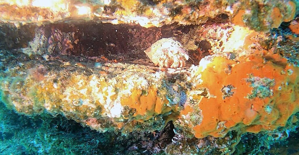 Angeleuchtete Felsspalse mit Krebs beim Praxistest der DL08 Unterwasser