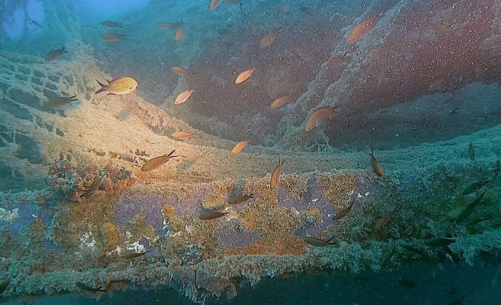 Test der Lichtleistung der Wurkkos DL 30 Unterwasser bei einem Tauchgang am Wrack mit vielen Fischen