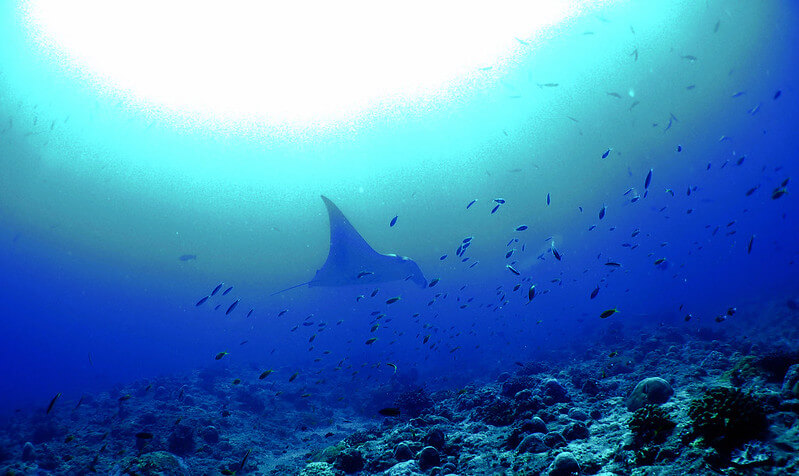 Mantarochen zwischen vielen Fischen