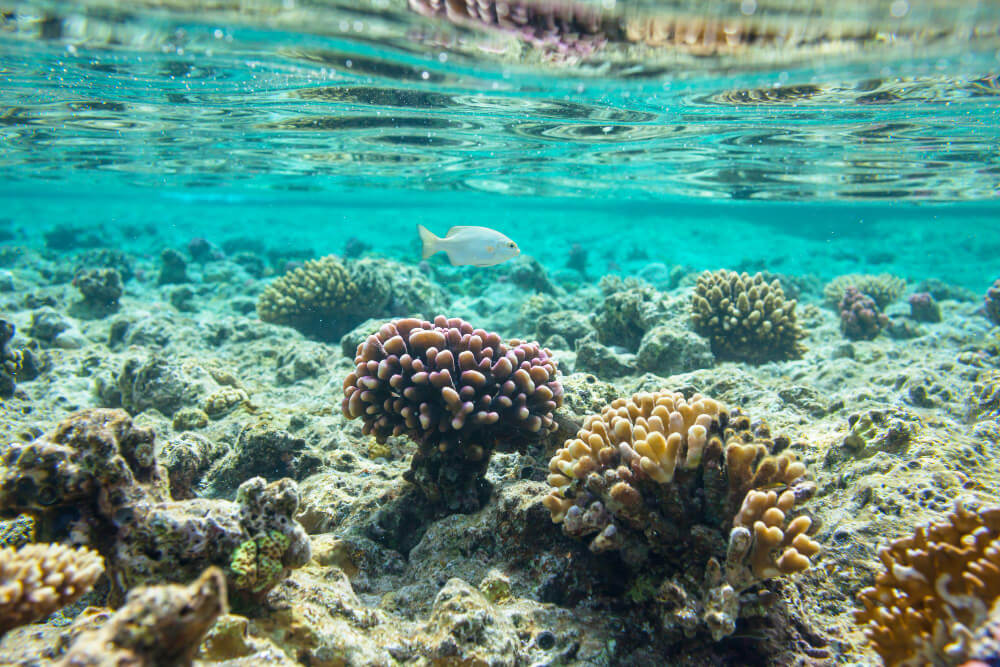 Fisch und lebendige Korallen bei einem Hausriff Tauchgang in Ägypten