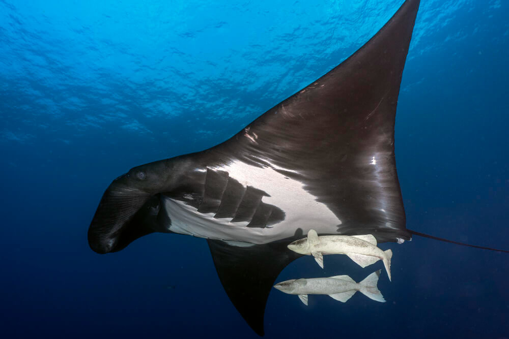 Ozeanischer Manta mit 2 Putzerfischen