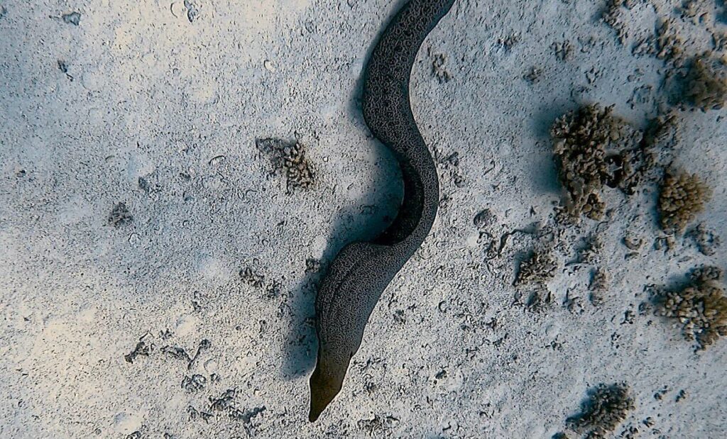 Muräne schwimmt frei über dem Meeresgrund