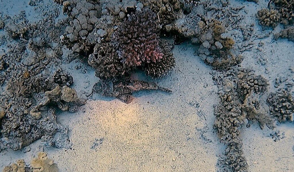 Steinfisch versteckt und eingegraben am Meerseboden