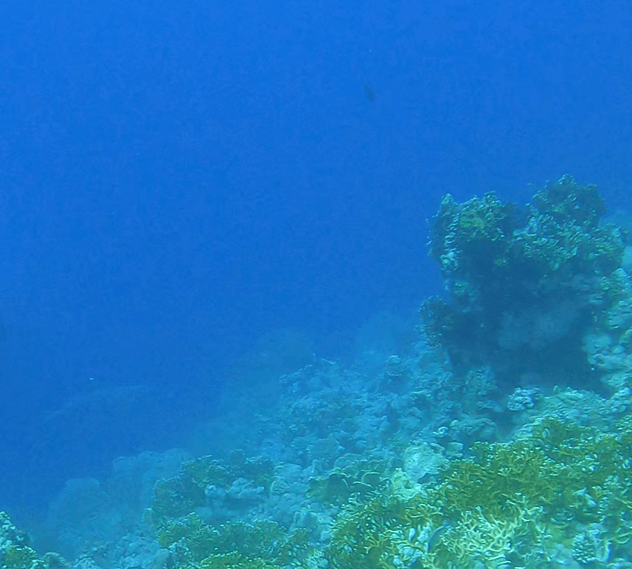 Weißspitzen Riffhai an einem Hausriff in Ägypten