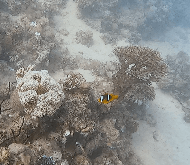Clownfisch während dem Schnorcheln