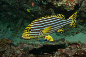 Orientalische Süßlippe an einer Putzerstation