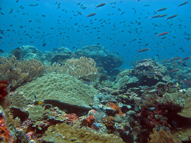 Korallenriff mit vielen Fischen und toller Sichtweite in Raja Ampat