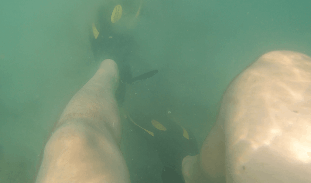 Gelbe Cressi Palau Flossen beim Unterwassertest