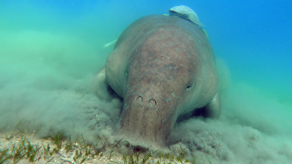 Dugong am Meeresboden mit Seegras
