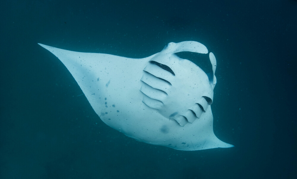 Manta Rochen im blauen Wasser