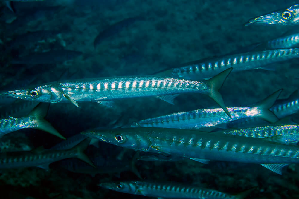 Ungefähr 10 Mittelmeer Barrakudas