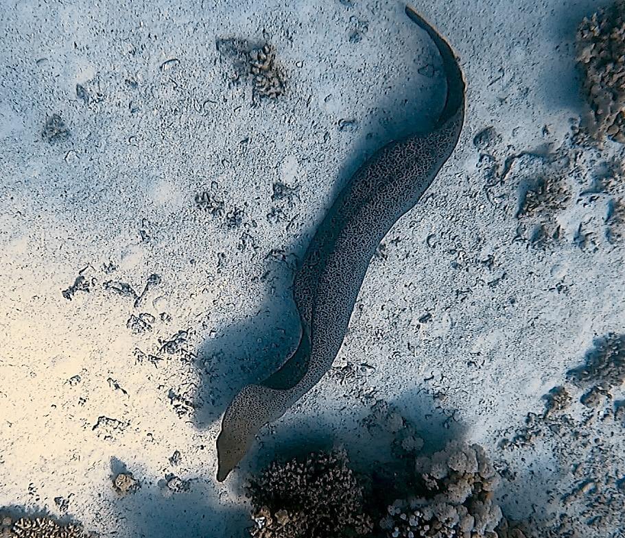 Große gefleckte Muräne schwimmt außerhalb ihrer Höhle über dem Meeresboden