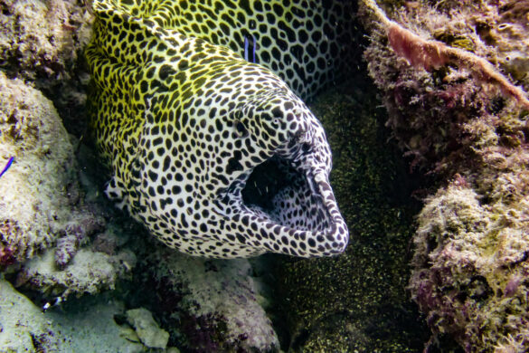 gef-hrliche-und-giftige-fische-im-mittelmeer-top-10-tipps