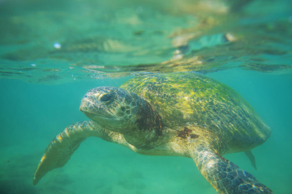 Schildkröte unter der Wasseroberfläche