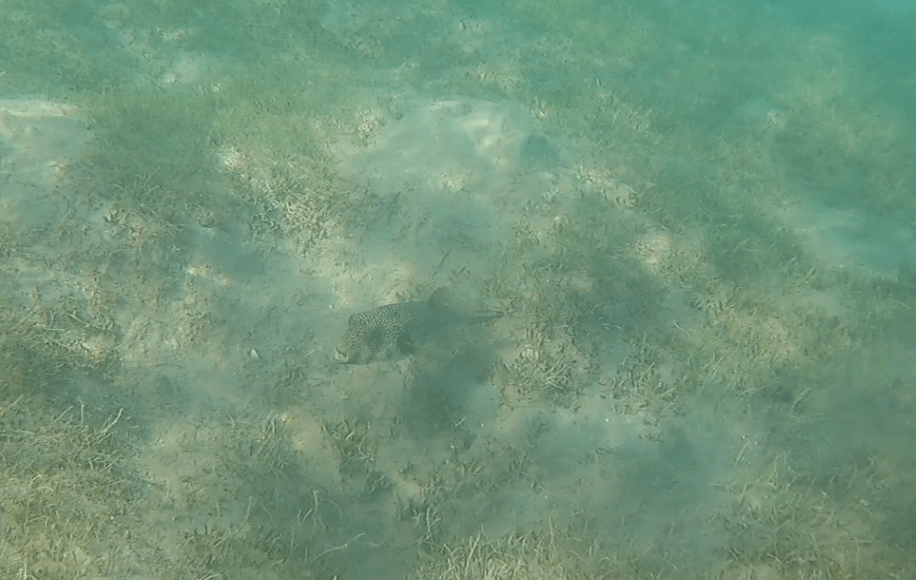 Verwaschene Aufnahme eines Kugelfischs am Meeresboden mit den falschen DJI Osmo Action Unterwasser Einstellungen