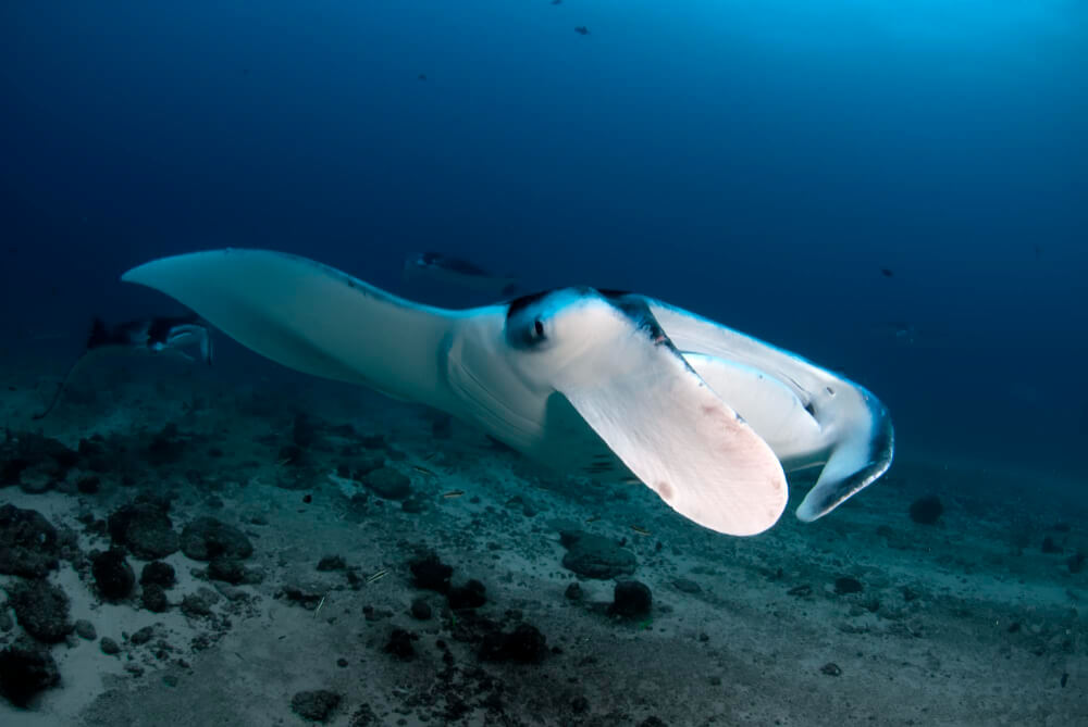 Mehrere Mantas in einem Schwarm