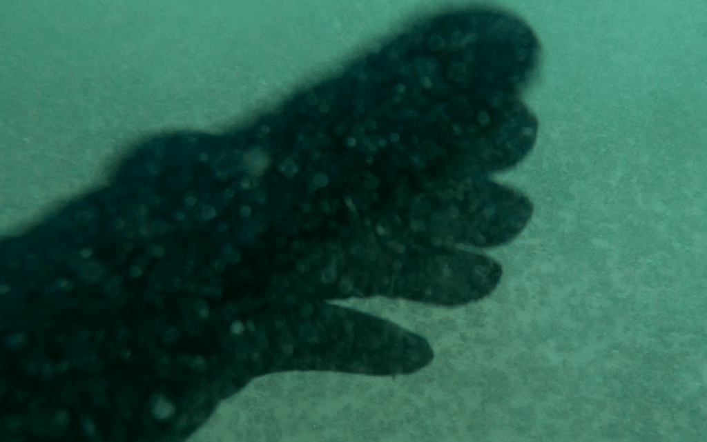 Unterwasser-Test der Mares Flexa 5 mm Tauchhandschuhe bei 15 °Grad in der Tiefe